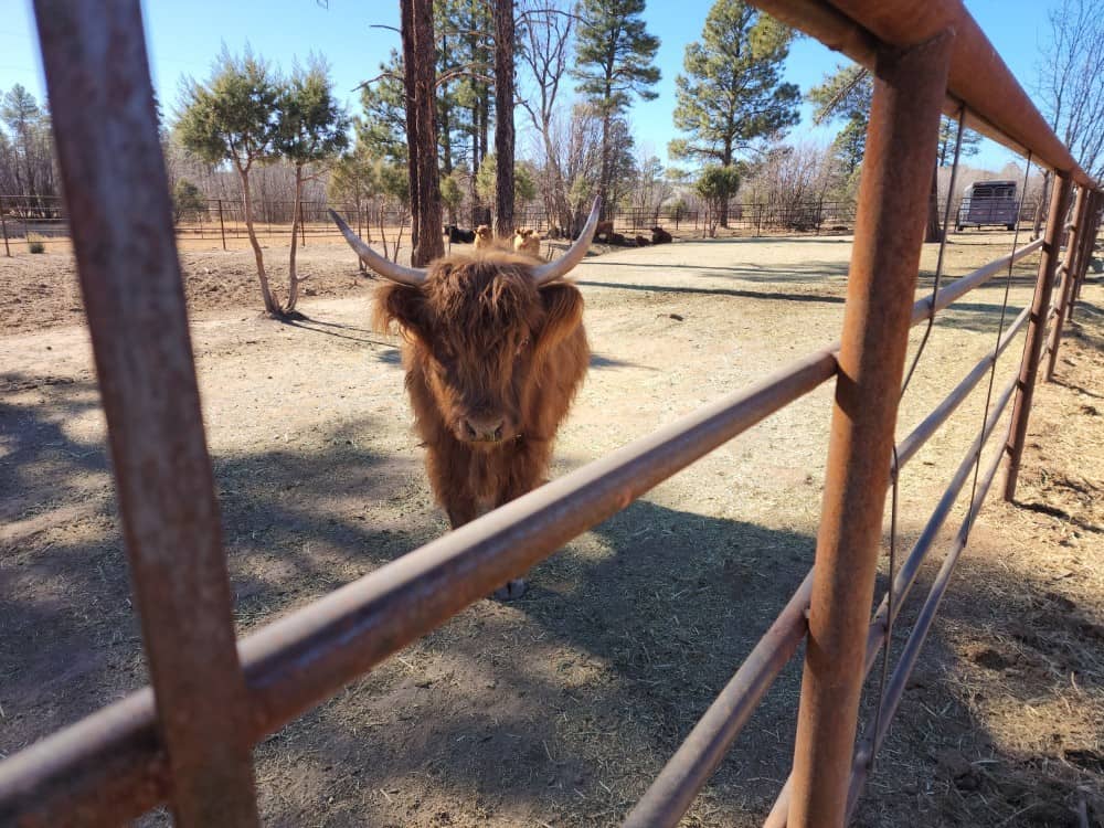 Furry cow looking through fence