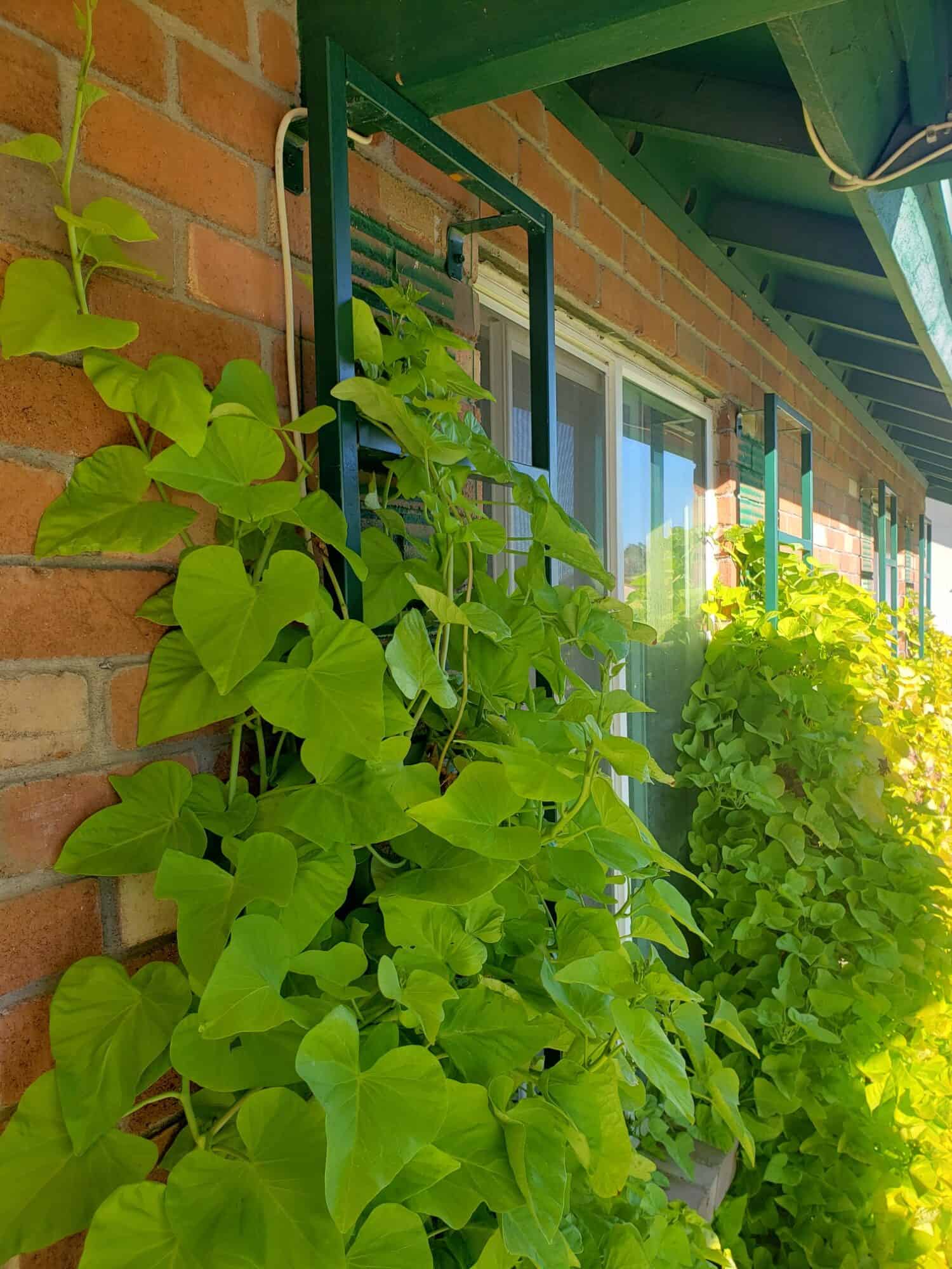 Vine Lattice Pannels Custom Welded (4)