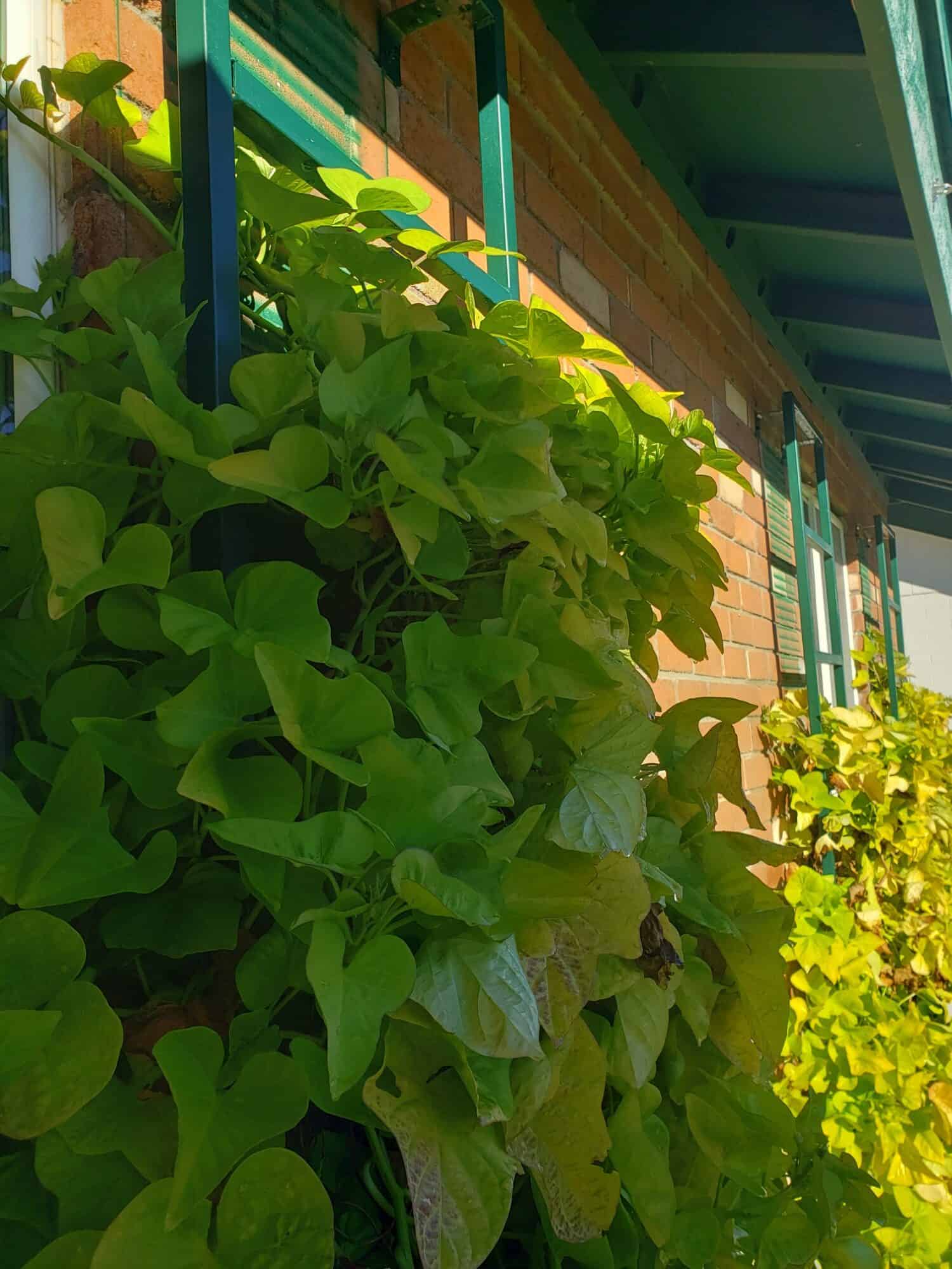 vine trellis custom fabrication