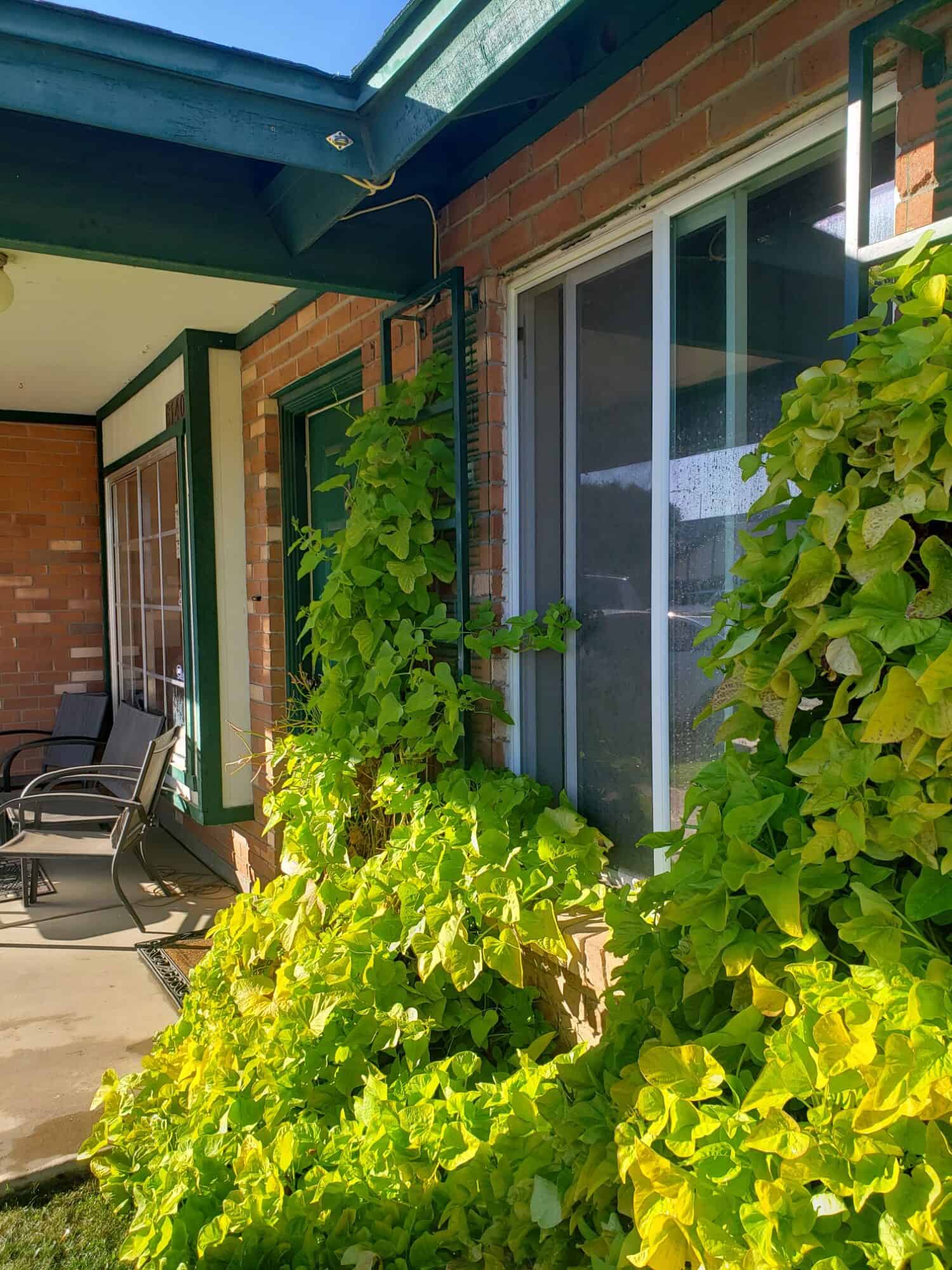 Fabricated lattice vine trellis